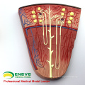 SELL 12435 Medical Science Model Kidney Section, Nephron and Glomerulus, Anatomy Models > Urinary Modelss